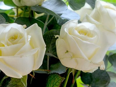 ROMANTIC-DOZEN-WHITE-ROSES (2)